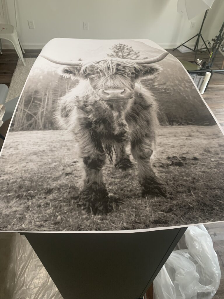 The highland cow poster